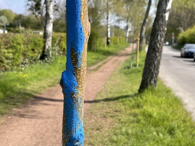 Ulrich Simons - blaue Maib&auml;ume